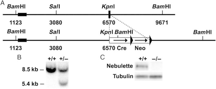 Figure 1