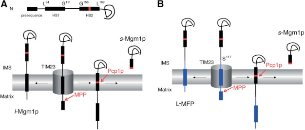 FIGURE 1.