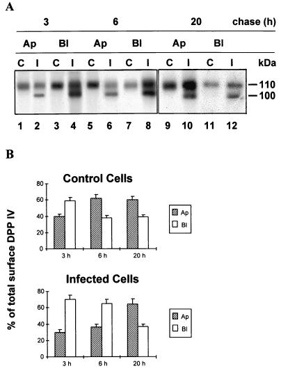 FIG. 6