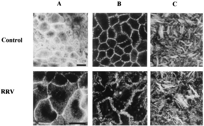 FIG. 7