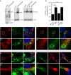 Figure 2—figure supplement 1.