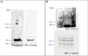 Figure 5—figure supplement 2.