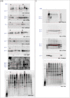 Figure 3—figure supplement 2.