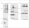 Figure 2—figure supplement 2.