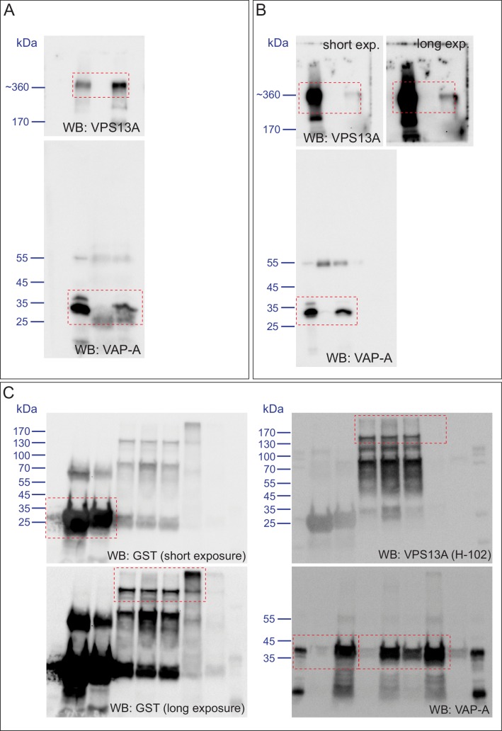 Figure 4—figure supplement 1.