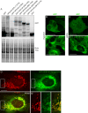 Figure 3—figure supplement 3.