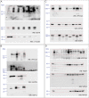 Figure 1—figure supplement 1.