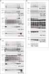 Figure 7—figure supplement 1.