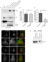 Figure 4—figure supplement 3.