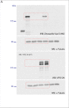 Figure 9—figure supplement 1.