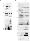 Figure 4—figure supplement 2.