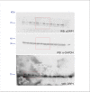 Figure 5—figure supplement 3.