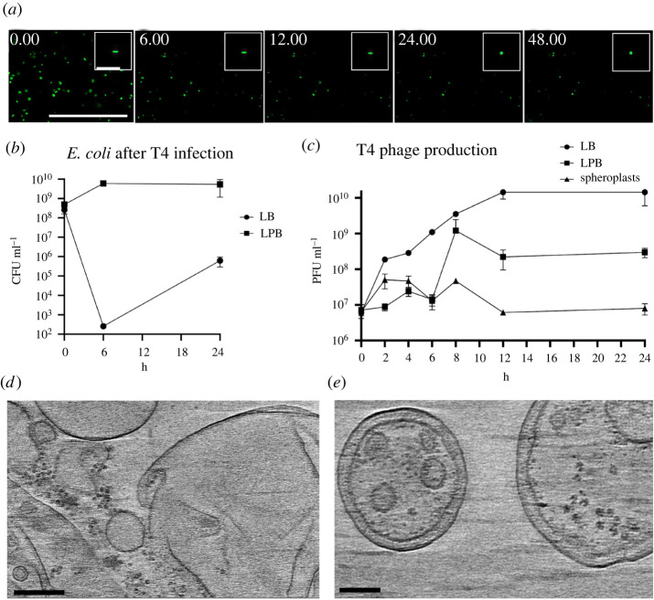 Figure 5. 