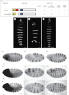 Figure 1.