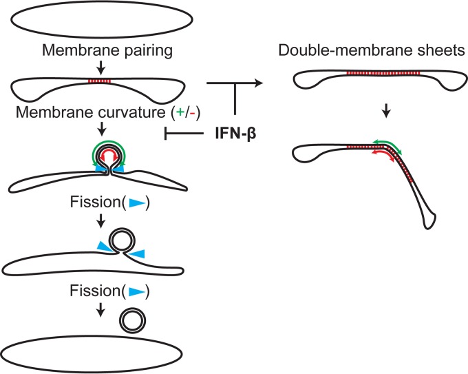 FIG 6 