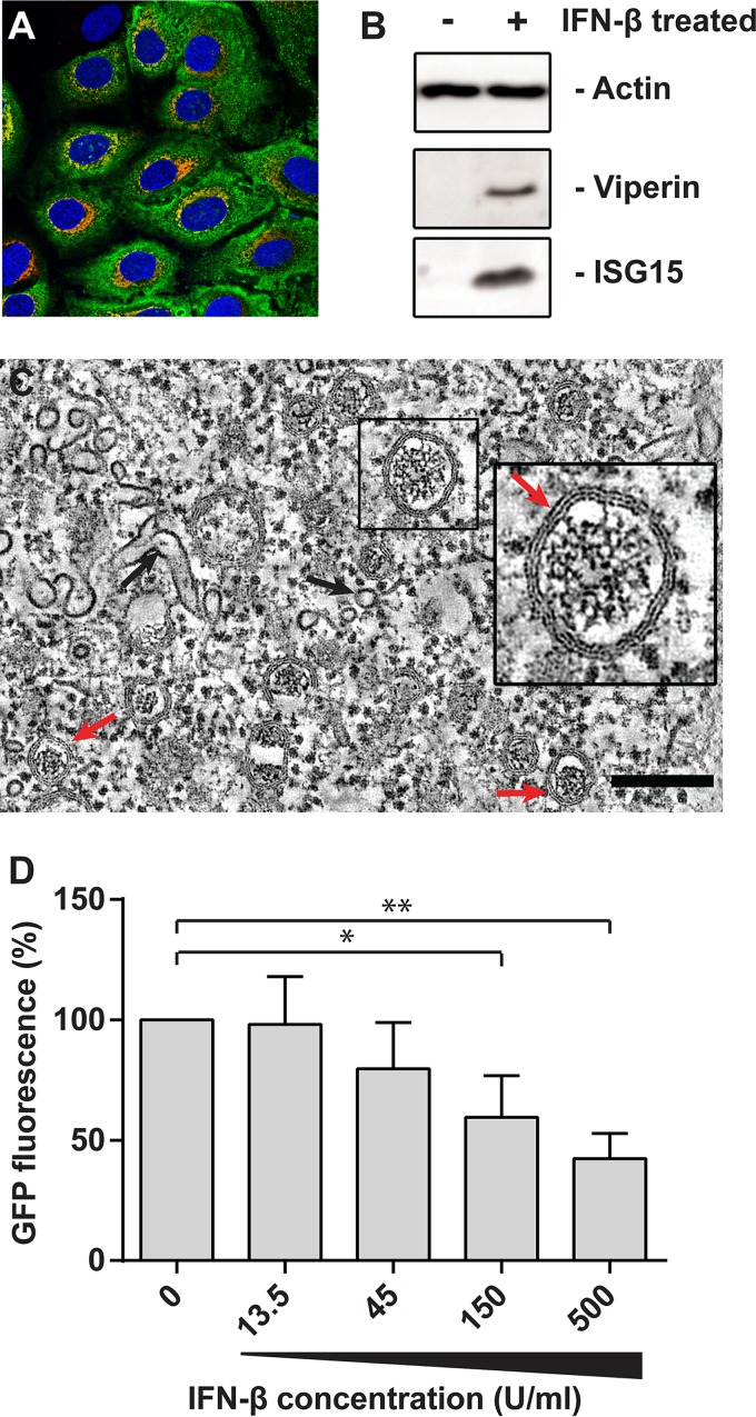 FIG 1 