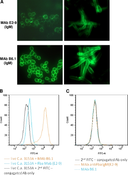 Fig. 8.