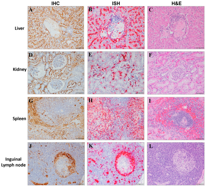 Figure 13