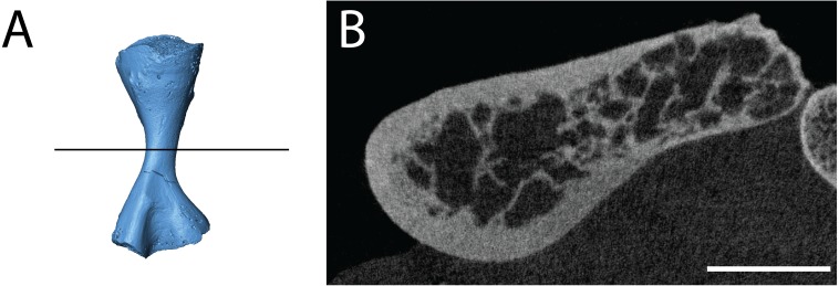 Figure 13