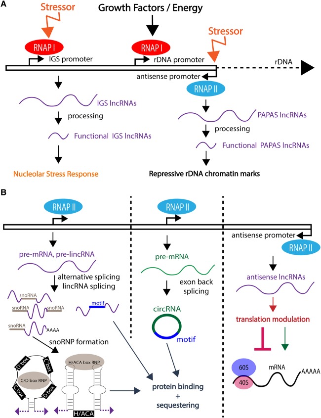 Figure 4.