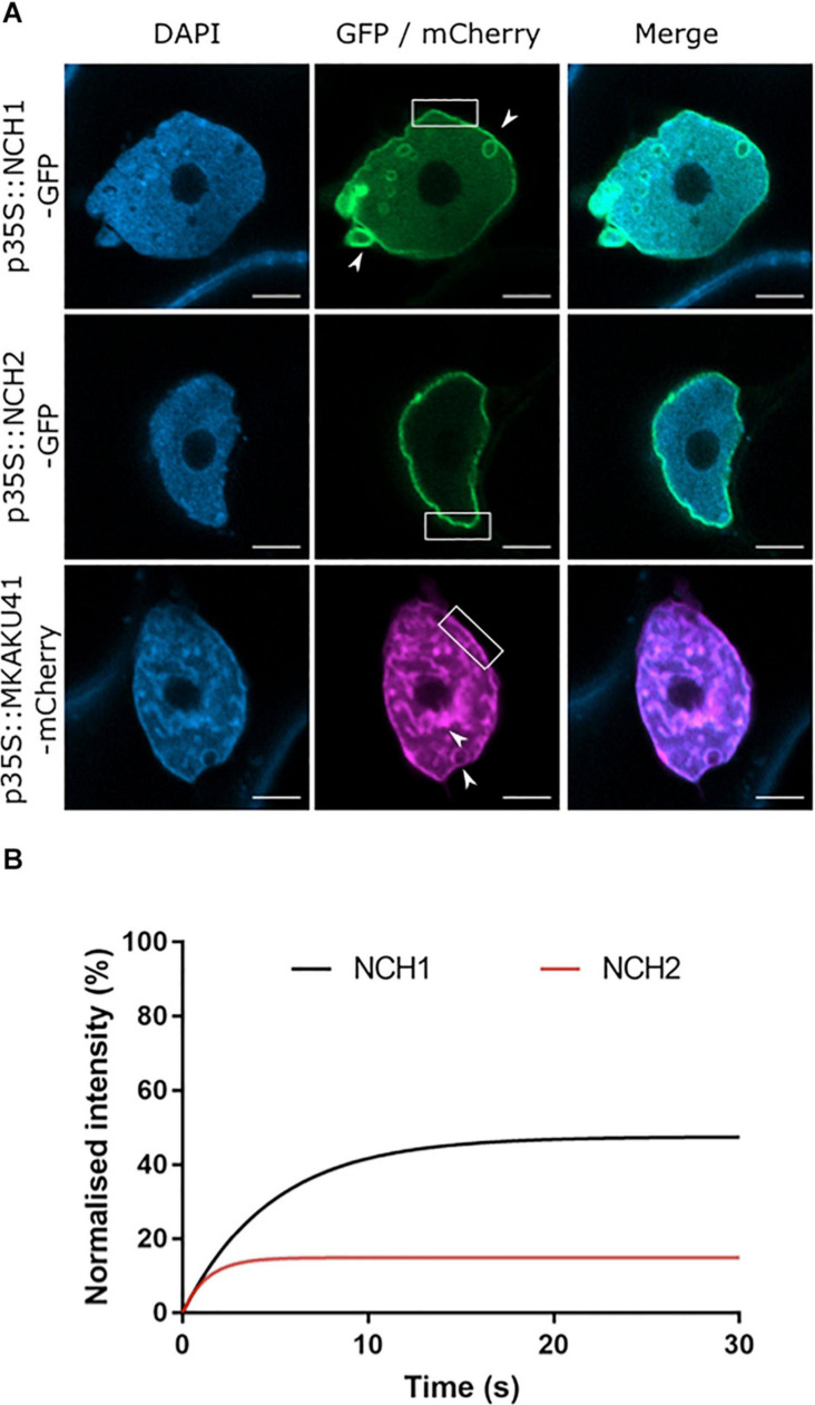 FIGURE 1