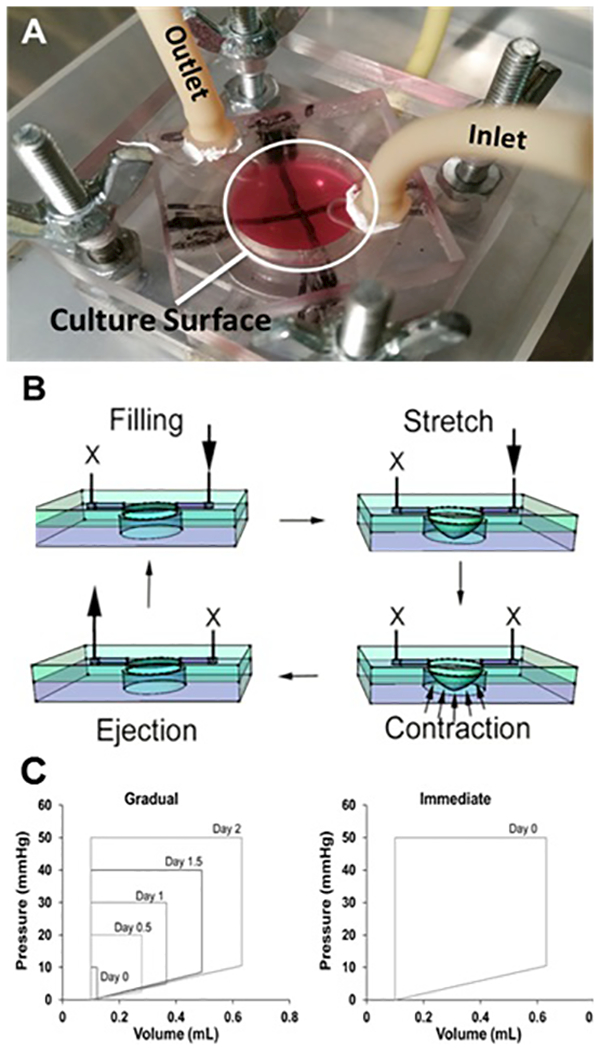 Figure 1: