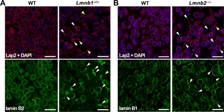 FIGURE 4: