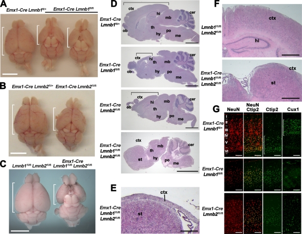 FIGURE 5: