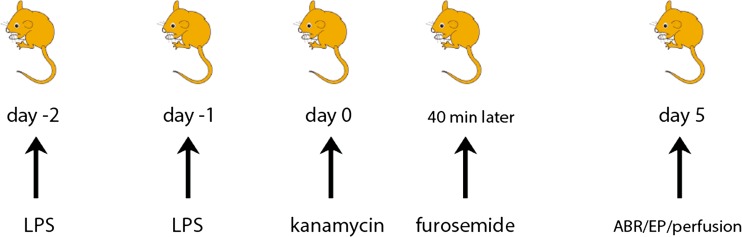 FIG. 1