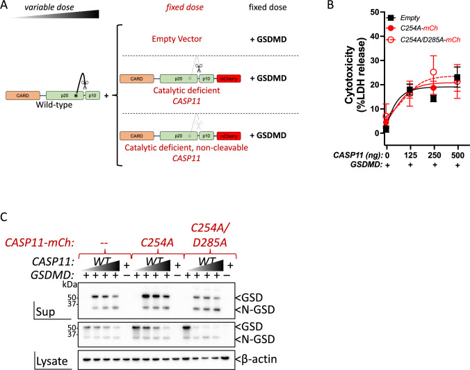 Figure 4—figure supplement 1.