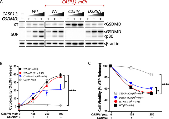 Figure 2—figure supplement 1.