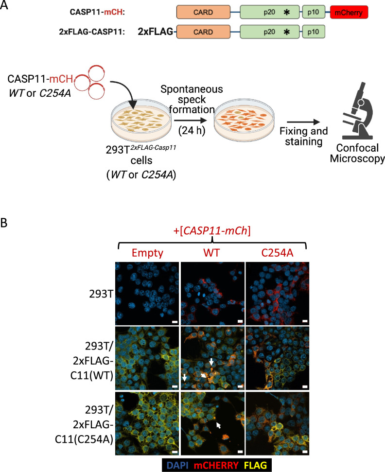 Figure 3—figure supplement 1.