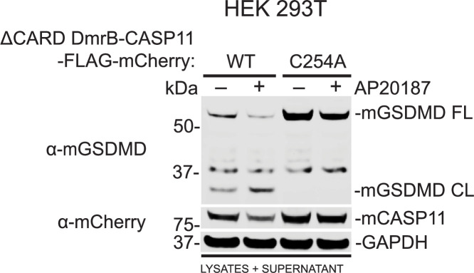 Figure 6—figure supplement 1.