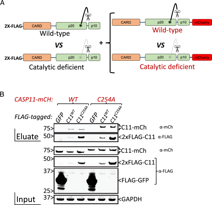 Figure 2—figure supplement 3.