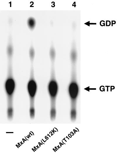 FIG. 1