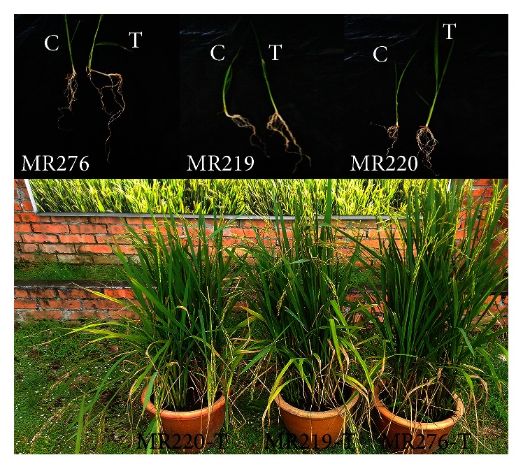 Figure 11