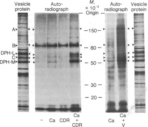 graphic file with name pnas00004-0322-a.jpg