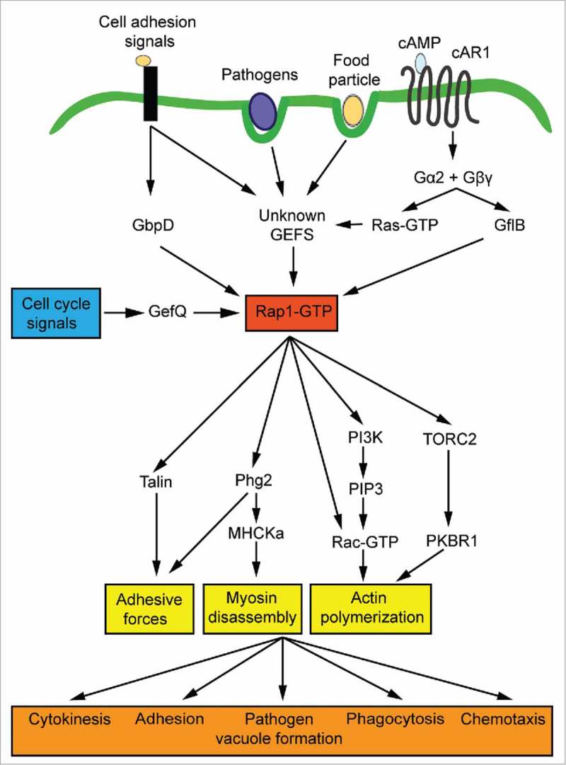 Figure 1.