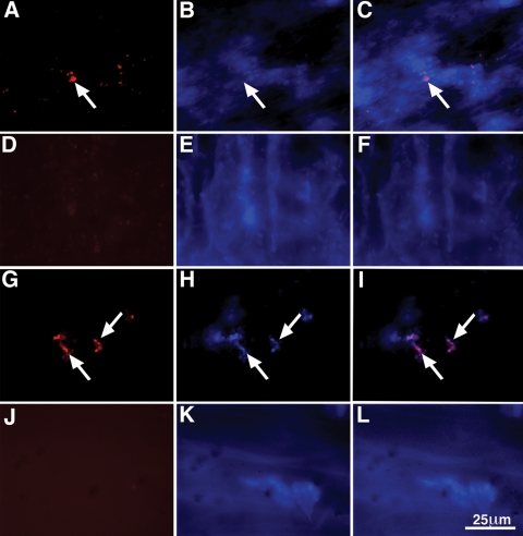 Figure 10.