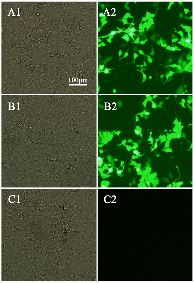 FIGURE 2