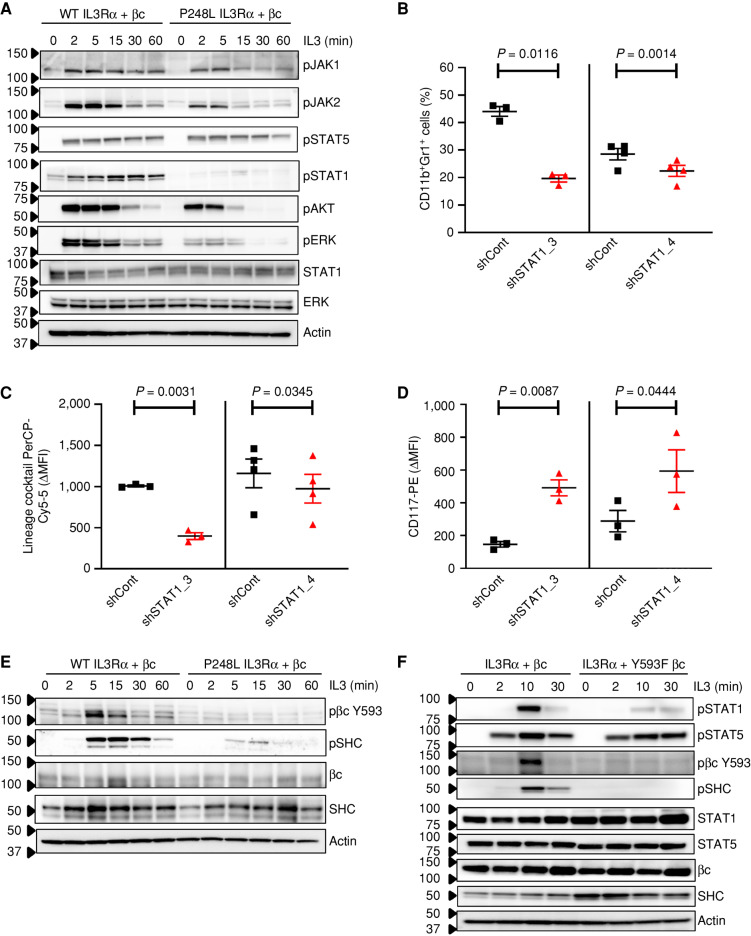 Figure 4. The IL3R hexamer biases STAT signaling toward stemness. A, Time course of IL3 stimulation of FDH cells expressing βc and IL3Rα WT (dodecamer) or P248L (hexamer). Cell lysates were immunoblotted with antibodies against indicated phosphorylated and total proteins. B, Flow cytometric analysis of %CD11b+Gr1+ in FDH cells expressing βc and IL3Rα WT transduced with lentivirus encoding control (shCont, black) or STAT1 (shSTAT1_3 or shSTAT1_4, red) shRNA after treatment with IL3 for 2 days (n = 3). C, Flow cytometric analysis of mouse lineage cocktail expression by ΔMFI (stained minus unstained median fluorescence intensity) in FDH cells expressing βc and IL3Rα WT transduced with shCont, shSTAT1_3, or shSTAT1_4 (n = 3). D, Flow cytometric analysis of CD117 expression in cells as for C after IL3 treatment for 2 days (n = 3). ΔMFI as for C. E, Time course of IL3 stimulation of FDH cells expressing βc and IL3Rα WT or P248L. Cell lysates were immunoblotted with antibodies against indicated phosphorylated and total proteins. F, Time course of FDH cells expressing IL3Rα and βc WT or βc Y593F and stimulated with IL3 for up to 30 minutes. Cell lysates were immunoblotted with antibodies against indicated phosphorylated and total proteins. For A, E, and F, representative immunoblots are shown from 3 independent experiments.