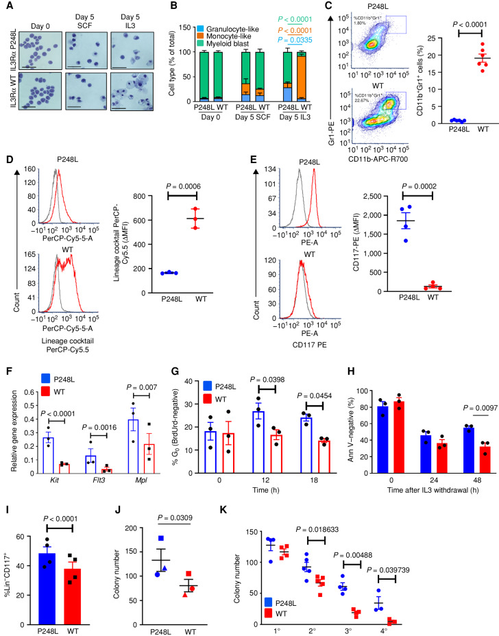 Figure 3. The IL3R hexamer induces a stemness phenotype. A and B, Morphology of FDH cells expressing βc and IL3Rα P248L (hexamer) or WT (dodecamer) cultured with SCF or IL3 for 5 days, as assessed by May–Grunwald and Giemsa staining. Scale bars, 100 μm. Images from a representative experiment are shown, with quantification of cell types shown for 3 independent experiments in B. B, FDH cells cultured with IL3 were characterized as granulocyte-like (blue), monocyte/macrophage-like (orange), or myeloid blasts (green) and quantified after IL3 treatment for 5 days (n = 3). C, Representative flow cytometric plot (left) for determination of the %CD11b+Gr1+ population in FDH cells expressing βc and IL3Rα P248L or WT and quantification of %CD11b+Gr1+ cells (right, n = 6). D, Representative flow cytometric histograms (left) for determination of ΔMFI for expression of mouse lineage cocktail in FDH cells expressing βc and IL3Rα P248L or WT (right, n = 3). Gray: isotype control; red: lineage antibody cocktail. ΔMFI: stained minus isotype control median fluorescence intensity. E, Same as for D, but for CD117 expression in FDH cells expressing βc and IL3Rα P248L or WT (n = 4). F, Expression of genes associated with stem and progenitor cells in FDH cells expressing βc and IL3Rα P248L or WT after IL3 treatment for 2 days normalized to RPLP0 expression. G, Quiescent FDH cells as assessed by % BrdUrd- cells arrested in G0 using BrdUrd and 7-AAD flow cytometric analysis after IL3 treatment for 2 days (n = 3). H, FDH cell survival measured by Annexin V (Ann V)–negative staining following IL3 withdrawal (n = 3). I and J, Fetal liver cells from βc−/−βIL3−/− mice were transduced to express βc and IL3Rα P248L (blue) or WT (red) and assessed for the %Lin-CD117+ population (I) after 10 days of IL3 treatment (n = 4) and subsequent colony formation (J; n = 3). K, Time course of serial replating colony counts of βc−/−βIL3−/− mouse fetal liver cells expressing βc and IL3Rα P248L (blue) or WT (red) and cultured in IL3 alone (n = 3).