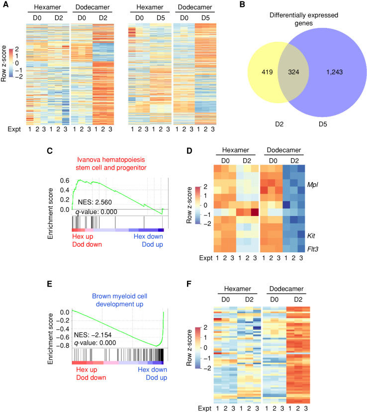 Figure 5. The hexameric IL3R induces an HSPC-like transcriptional state. A, Heat map showing differential gene expression data in FDH cells expressing bc and IL3Rα P248L (hexamer) or WT (dodecamer) after 2 and 5 days of IL3 treatment for 3 independent experiments (Expt). B, Number of differentially expressed genes between cells expressing hexameric versus dodecameric IL3R after 2 and 5 days of IL3 treatment. q < 0.05, fold change >2. C, GSEA plot showing enrichment of the stem/progenitor cell signature in FDH cells expressing bc and IL3Rα P248L. Dod, dodecameric; Hex, hexameric; NES, normalized enrichment score. D, Heat map showing enrichment of the stem/progenitor cell signature in FDH cells expressing bc and IL3Rα P248L with specific genes. E, GSEA plot showing loss of the myeloid cell differentiation signature in cells expressing the IL3R hexamer. F, Heat map showing negative enrichment of the myeloid cell differentiation signature in cells expressing bc and IL3Rα P248L.