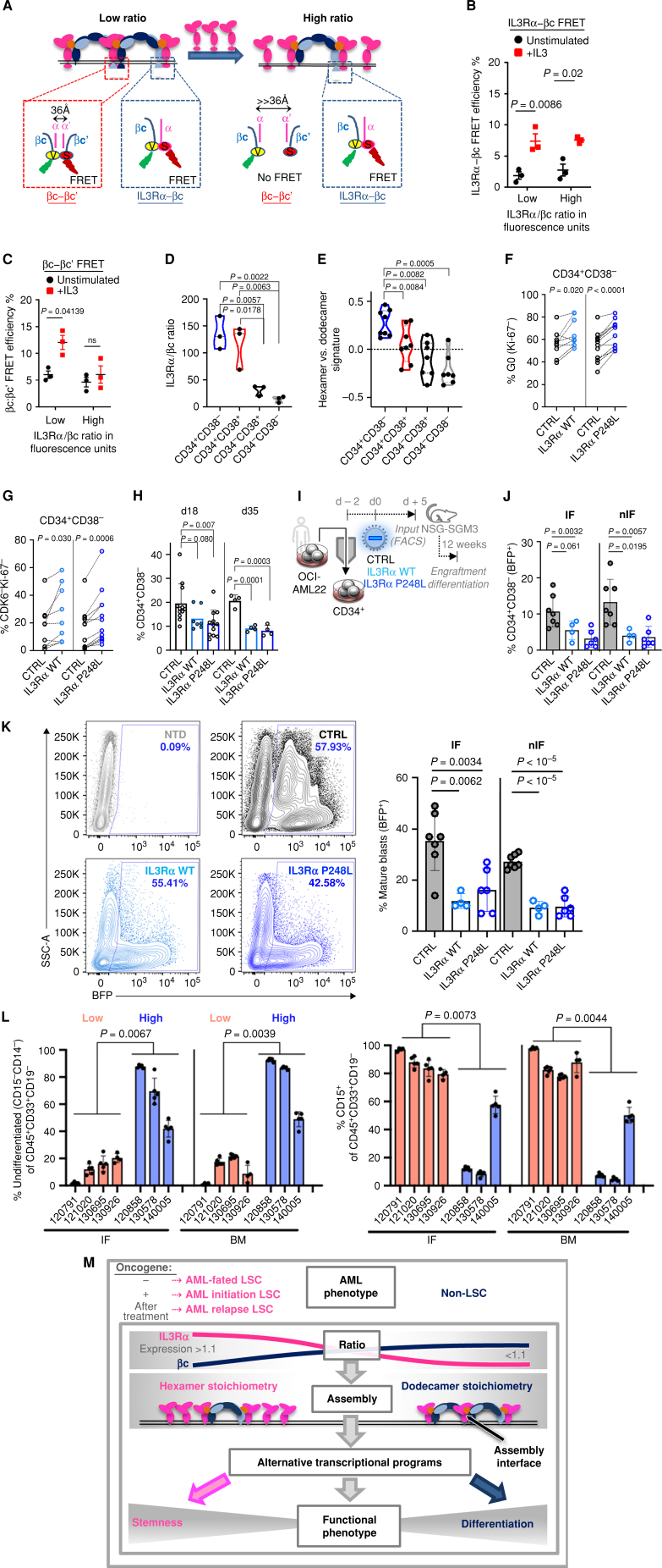 Figure 7. Higher IL3Rα/βc ratios induce hexameric receptor assembly at the cell surface and maintain the leukemic primitive cell phenotype in vivo. A, Schematic of IL3Rα–βc (n = 3) and βc–βc’ (n = 3) FLIM-FRET experiments using truncated βc fusion proteins with SYFP2 (V) or mCerulean and IL3Rα fusion proteins with mScarlet-I (S) for IL3Rα–βc FRET and truncated βc fusion proteins with SYFP2 (V) and mScarlet-I (S) and IL3Rα fusion proteins with mCerulean for βc–βc’ FRET. B and C, %IL3Rα–βc (B) and %βc–βc’ (C) FRET efficiencies were derived from fluorescence lifetimes of βc–SYFP2 donor unstimulated (indicated by black dots) and IL3 treatment (indicated by red squares) across cells with high and low expression of IL3Rα/βc ratio in fluorescence units. ns, not significant. D, Cell-surface IL3Rα/βc protein expression ratio in CD34 and CD38 defined subpopulations of OCI-AML22 (n = 3 independent cultures). E, Hexamer vs. dodecamer signature scores (GSVA) in the indicated sorted subpopulations of the primary AML patient-derived LSC model OCI-AML22 (RNA-seq, n = 8 freshly thawed and various culture time points combined). F and G, Intracellular Ki-67 (F) and CDK6 (G) staining of sorted BFP+CD34+CD38- OCI-AML22 cells 4 weeks after transduction with IL3Rα WT or P248L (IL3R hex; n = 7 individual culture passages and transductions, 2 independent experiments). H, Quantification of the BFP+CD34+CD38− population in OCI-AML22 cells 18 and 35 days after transduction with control vector, IL3Rα WT, or IL3Rα P248L (n = 7 individual culture passages and transductions, 2 independent experiments). I, Experimental outline for J and K. J, Transduced OCI-AML22 xenografts were analyzed 12 weeks after transplantation for the proportion of CD34+CD38− (of BFP+) cells in xenografts: injected (IF) and noninjected femora (nIF). K, Representative flow plot showing the lack of a BFP+ mature blast (SSChi) population (of human CD45+) in IL3Rα WT (high IL3Rα/βc ratio) and IL3Rα P248L (hexamer) xenografts, with quantification of the population shown on the right. NTD, N-terminal domain. L, Flow cytometric analysis of CD15 and CD14 expression in primary AML patient xenografts (63) with high (indicated in blue) vs. low (indicated in pink) IL3Rα/βc gene expression ratio (n = 7 patient samples from Fig. 1D). BM, noninjected bone marrow; IF, injected femur. M, Model of how the IL3Rα/βc ratio and IL3R hexamer stoichiometry dictate LSC emergence, initiation, and relapse in AML.