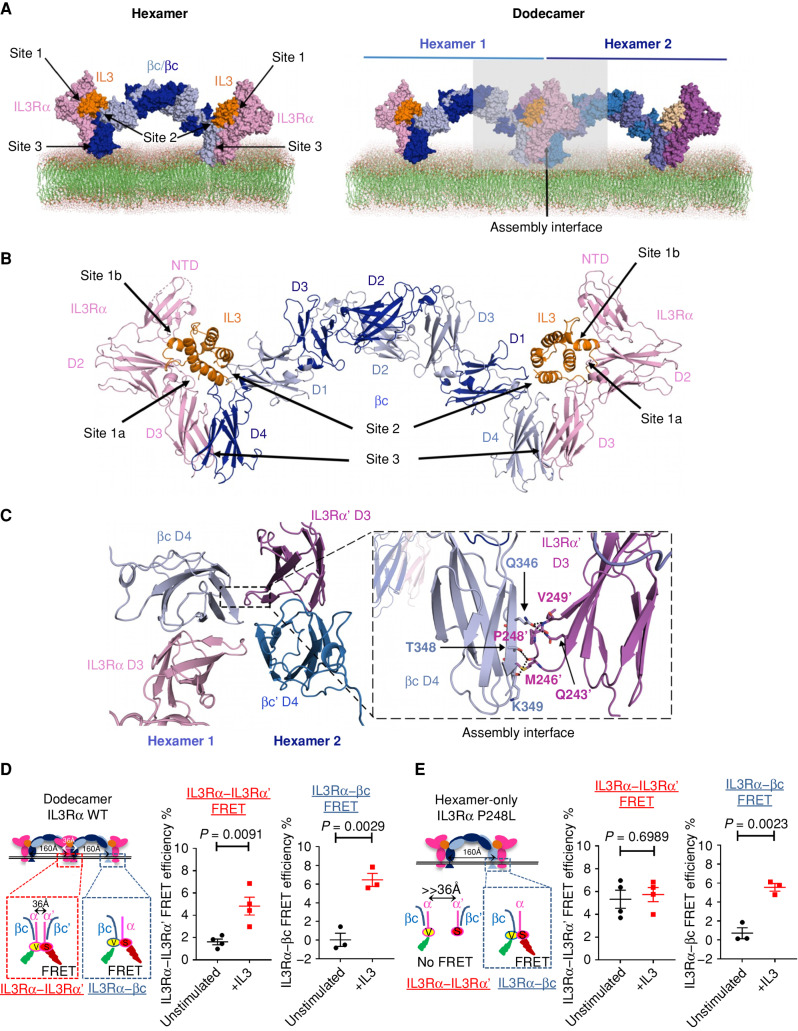 Figure 2. The IL3R heterodimer forms hexameric complexes that assemble into dodecamers in solution and at the cell surface. A, Surface view of the IL3R hexamer dimerizing into an IL3R dodecamer through a unique “assembly interface” indicated by the light gray box. Components are colored using light and dark shades to distinguish the two hexamers. B, Cartoon of the IL3R hexamer complex (side view) showing the βc homodimer (shades of blue) in the center, with IL3–IL3Rα binary complexes (orange and pink) binding symmetrically to each end. The hexamer assembles through interfaces at sites 1 to 3. The IL3Rα N-terminal domain (NTD) and domains D2 and D3 are indicated, as are βc domains D1 to D4. C, Details of the side chain interactions in half of the “assembly interface” that dimerizes two IL3R hexamers (view looking up from the membrane surface). The second half of the “assembly interface” occurs between the same residues but is located in IL3Rα D3 and βc’ D4 (Supplementary Fig. S2E). Details of sites 1 to 3 and the “assembly interface” interactions are summarized in Supplementary Table S2. Polar bonds are depicted as black dashed lines. D, Left: schematic of IL3Rα–IL3Rα’ and IL3Rα–βc fluorescence lifetime imaging-FRET experiments. For IL3Rα–IL3Rα’ FRET experiments (n = 4), wild-type IL3Rα fused to cytoplasmic SYFP2 (indicated as V) or mScarlet-I (indicated as S) and truncated βc homodimer were expressed in cells. For IL3Rα–βc FRET experiments (n = 3), wild-type IL3Rα fused to cytoplasmic mScarlet-I (indicated as S) and truncated βc homodimer fused to cytoplasmic SYFP2 (indicated as V) were expressed in cells. Right: %FRET efficiencies were derived from fluorescence lifetimes of SYFP2 donor ± IL3 across cells. E, Same as for D but using P248L IL3Rα [IL3Rα–IL3Rα’ experiments (n = 4) and IL3Rα–βc experiments (n = 3)].