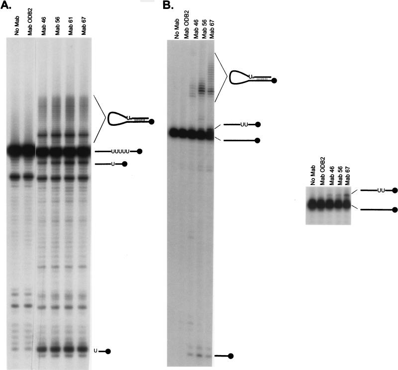 FIG. 5