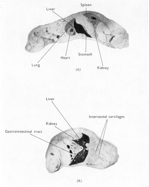 PLATE 1