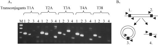 FIG. 3.