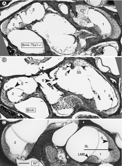 FIG. 2