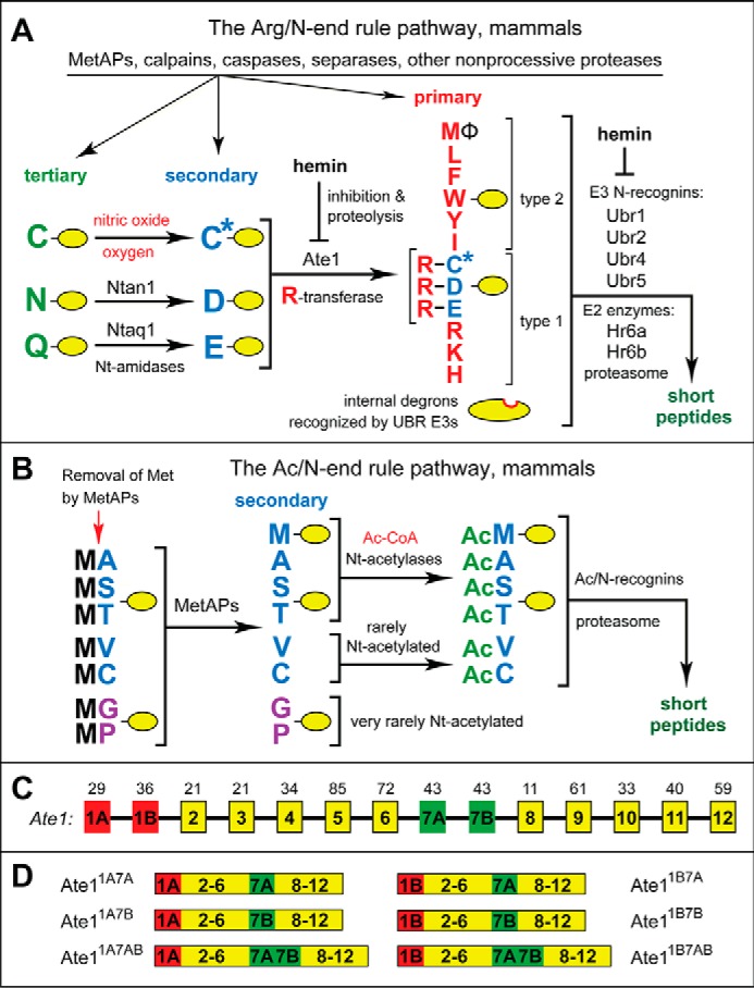 FIGURE 1.